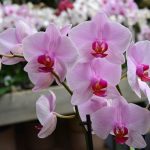 concime per orchidee