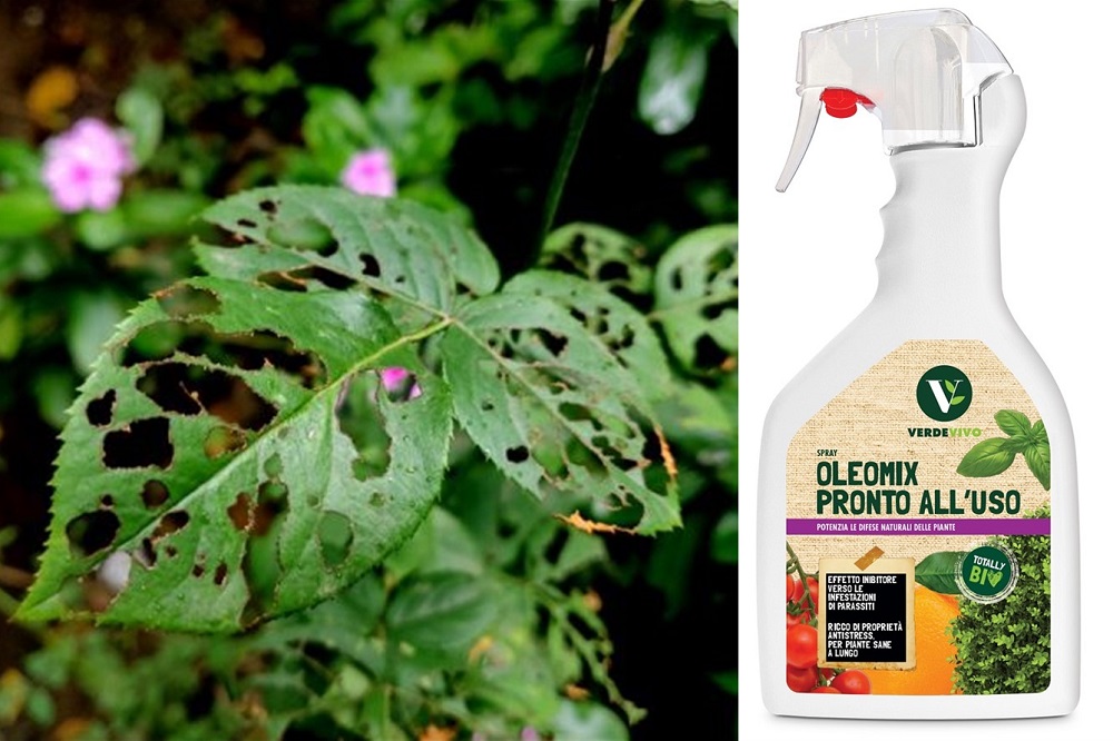 Verdevivo Oleomix, il mix di olio di lino e olio di neem per piante sane